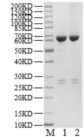 USP8 Protein