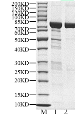 PIK3R3 His&GST Tag Protein, Human