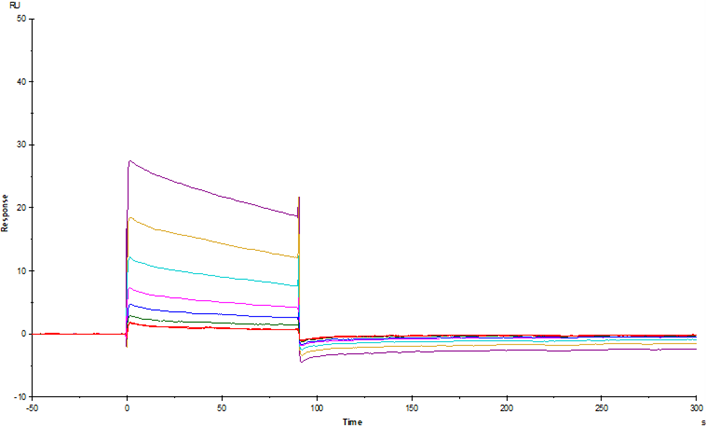 Fc γ RIIB/CD32b His Tag Protein, Mouse