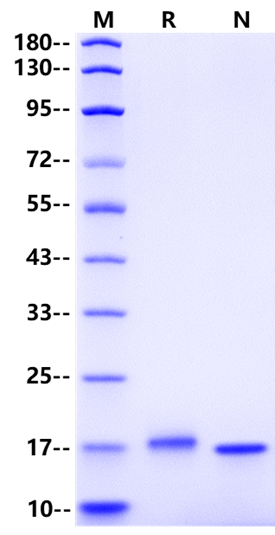 IFN-α 2a Protein, Human