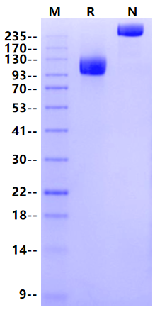 PDGF R alpha/PDGFRA Fc Chimera Protein, Mouse