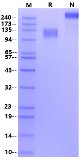 MERTK Fc Chimera Protein, Human