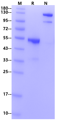 Ephrin-A1 Fc Chimera Protein, Human