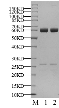 LOK GST Tag Protein, Human