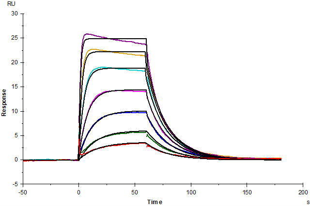 IL-2R alpha/CD25 His Tag Protein, Mouse