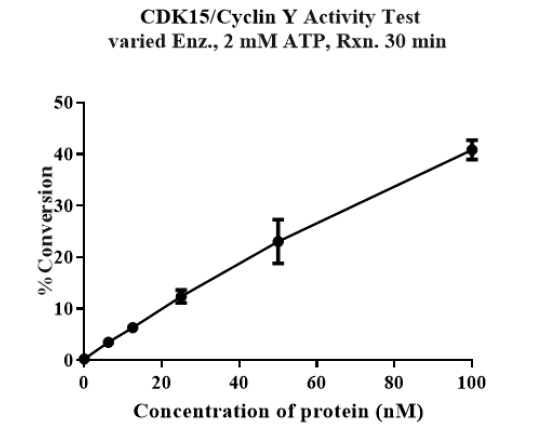 CDK15/Cyclin Y Protein