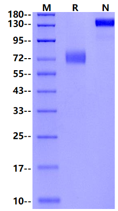 2B4/CD244 Fc Chimera Protein, Human