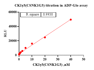 CK1γ3(CSNK1G3) Protein