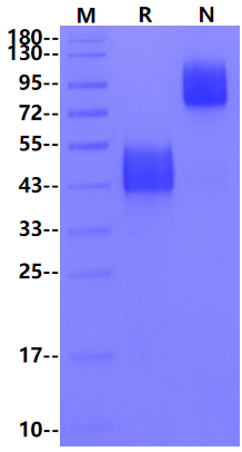 CD24 Fc Chimera Protein, Mouse