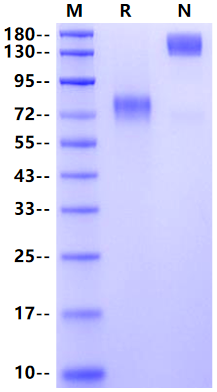 NGFR/TNFRSF16 Fc Chimera Protein, Rat