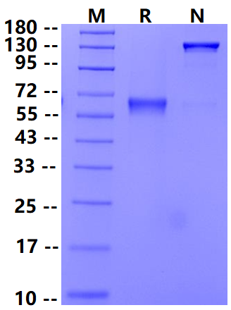 Biotinylated Ephrin-A3 Fc&Avi Tag Protein, Human
