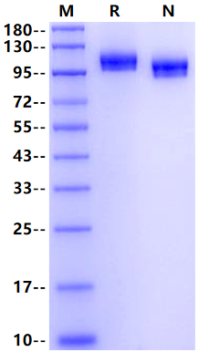 Biotinylated Siglec-2 His&Avi Tag Protein, Human