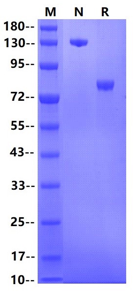 Siglec-8 mFc Chimera Protein, Human