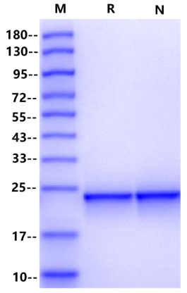 FGF-9 Protein, Rat