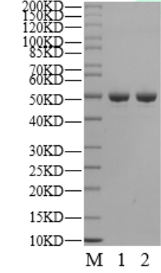 GCK Protein, Human