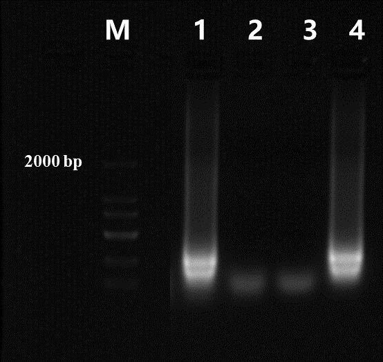 Bst DNA Polymerase, Full length