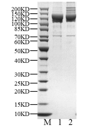 USP40 Protein