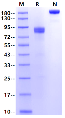 IL-18Rα/IL-1R5 Fc Chimera Protein, Human