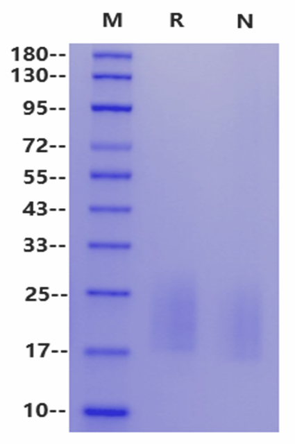 CD3 delta His Tag Protein, Human