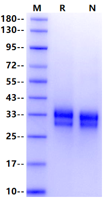 Biotinylated 4-1BB/TNFRSF9 His&Avi Tag Protein, Human