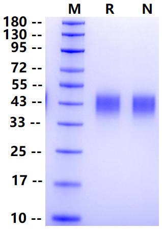 Biotinylated CLEC12A/MICL/CLL-1 Avi&His Tag Protein, Human