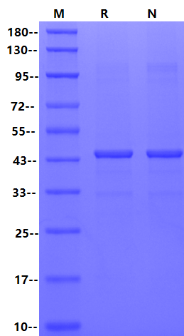VHL His&AVI Tag Protein, Human