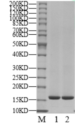 BRD4 His Tag Protein, Human