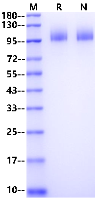 Biotinylated CA125/MUC16 His&Avi Tag Protein, Human