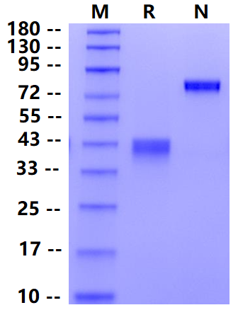 Biotinylated BCMA/TNFRSF17 Fc&Avi Tag Protein, Cynomolgus