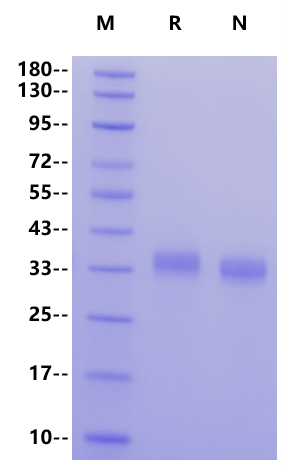 TROP2 Fc Chimera Protein, Human