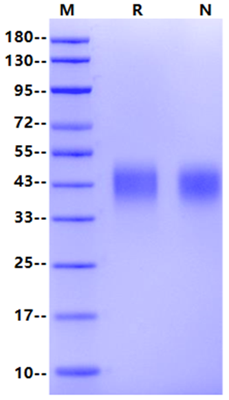 CLEC12A/MICL/CLL-1 His Tag Protein, Human