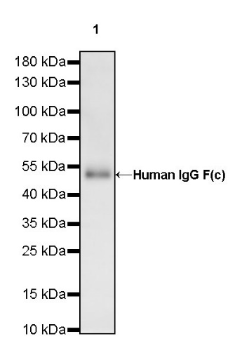 Human IgG F(c) Recombinant Rabbit mAb (HRP Conjugate) (S-318-184)
