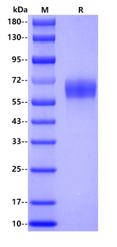 Human CD27, rFc tag