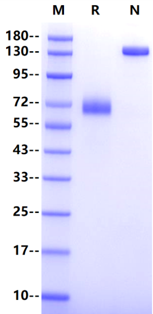 PD-L1/B7-H1 Fc Chimera Protein, Mouse