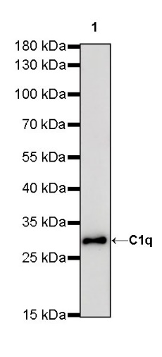 C1q Recombinant Rabbit mAb (S-472-105)