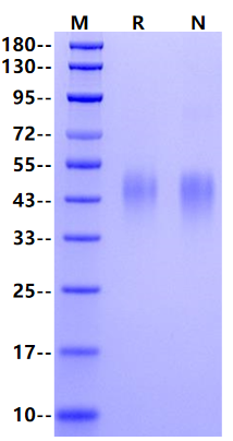 OX40/TNFRSF4/CD134 His Tag Protein, Cynomolgus