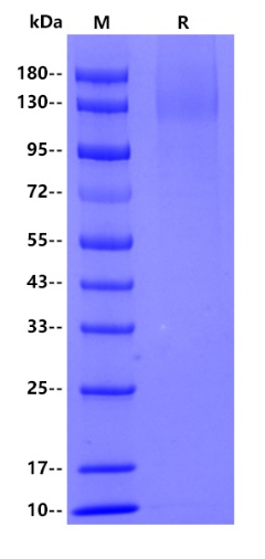 Mouse CD44, His tag