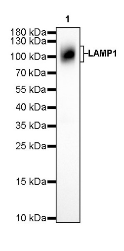 LAMP1 Recombinant Rabbit mAb (SDT-405-39)