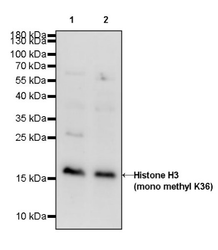 Histone H3 (mono methyl K36) Rabbit polyclonal antibody