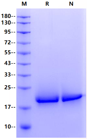 MOG His Tag Protein, Human