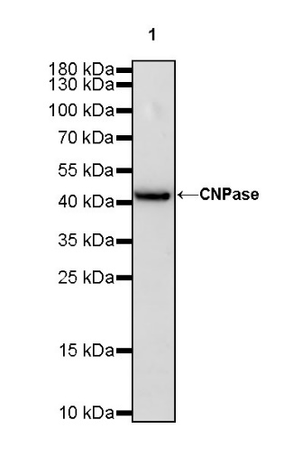 CNPase Rabbit polyclonal antibody