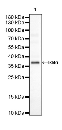 IκBα Recombinant Rabbit mAb (SDT-457-9)