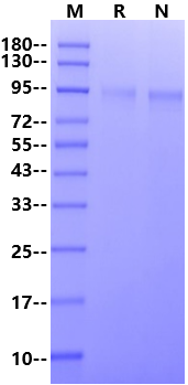 Spike S2(GCN4-IZ) His Tag Protein, SARS-CoV-2(K986P&V987P)