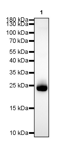 S-RMab® Kappa light chain Recombinant Rabbit mAb (SDT-R130)
