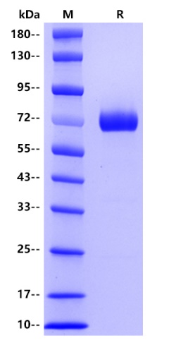 Human CD38, hFc tag