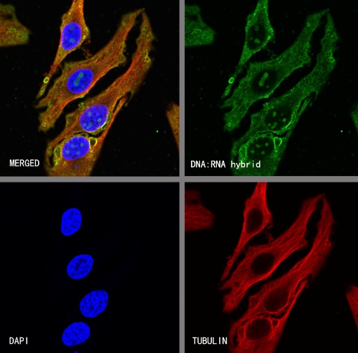 DNA:RNA hybrid Recombinant Mouse mAb (S-R180)