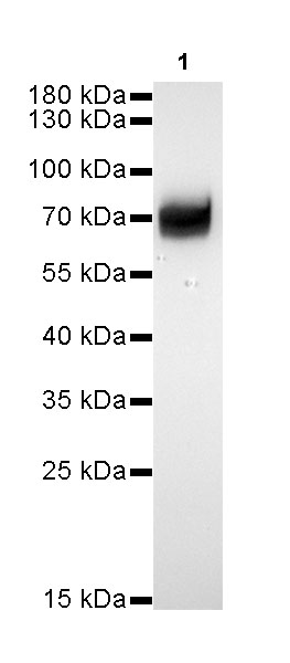 AFP Recombinant Rabbit mAb (SDT-R031)