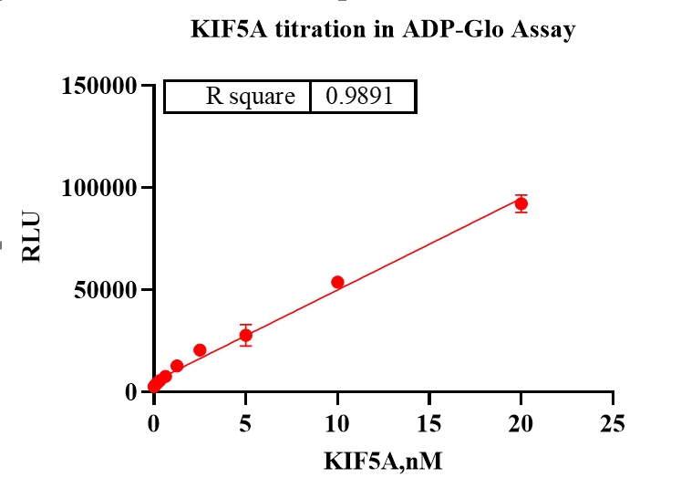 KIF5A Protein