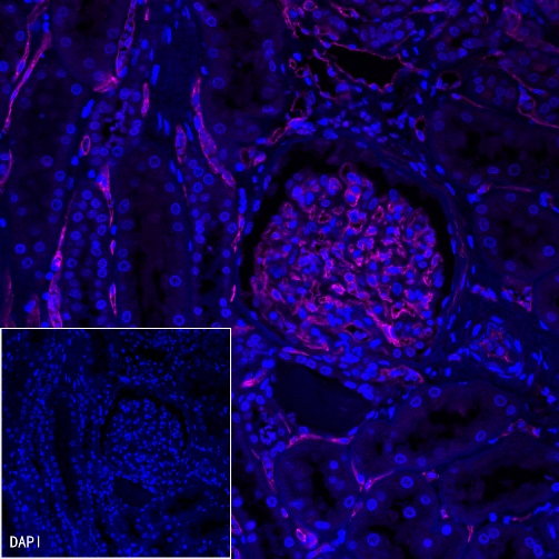 CD34 Recombinant Rabbit mAb (Alexa Fluor® 647 Conjugate) (S-051-68)