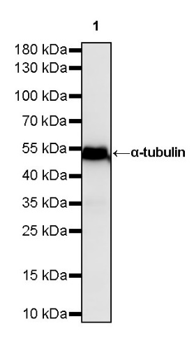 α-tubulin Mouse mAb (S-364-23)
